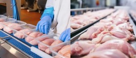 Republica Moldova a obținut, în premieră, dreptul de a exporta carnea de pasăre proaspătă în UE